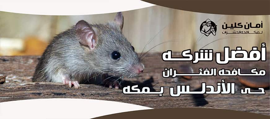 شركة مكافحة الفئران حي الأندلس بمكة